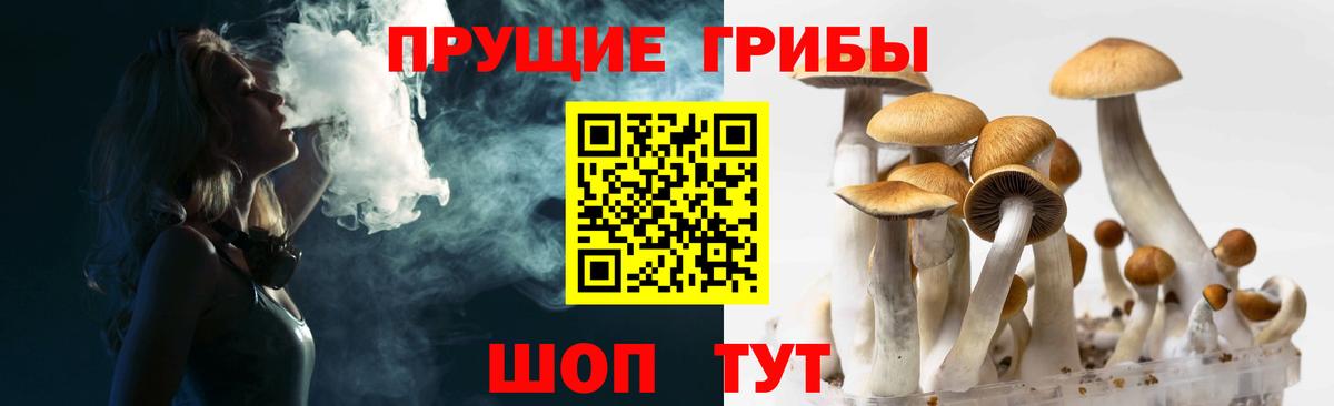 Галлюциногенные грибы Psilocybe Химки